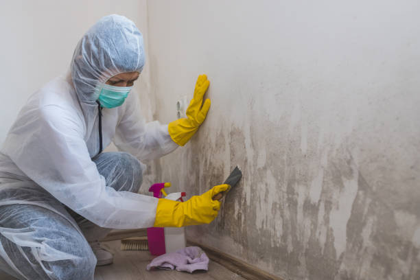 Best Basement Mold Removal  in Glenshaw, PA